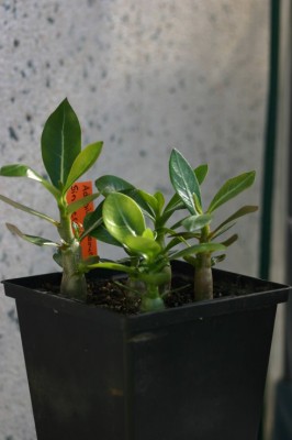 IMG00005.JPG