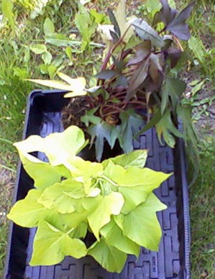 Foto-0009.jpg