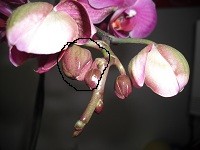 DSCF0153a.jpg