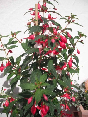 Fuchsie.jpg