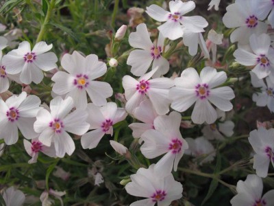 Garten-Teppich-Phlox - Phlox subulata 'Amacing Grace'.jpg