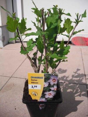Straucheibisch - Hibiscus Syriacus-Hybriden 'Blue Bird'.jpg