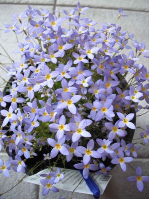 Porzellansternchen - Houstonia caerulea 'Millard'.jpg