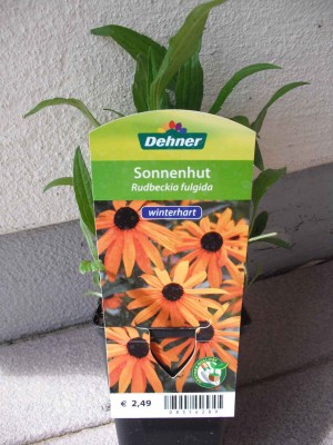 Sonnenhut - Rudbeckia fulgida.jpg