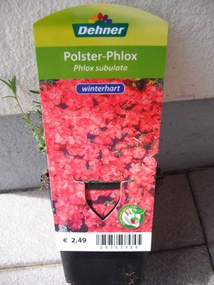 Garten-Teppich-Flammenblume - Phlox subulata rot.jpg