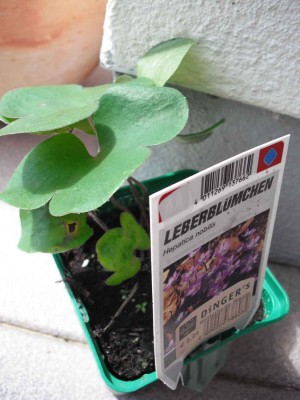 Leberblümchen - Hepatica nobilis.jpg