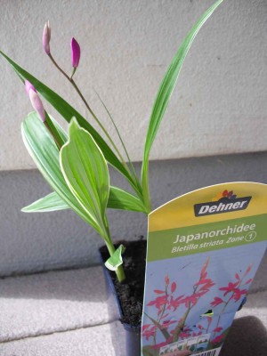 Japanorchidee - Bletilla striata.jpg