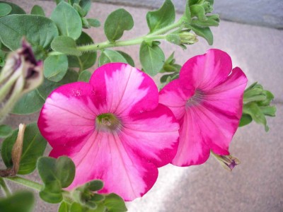 Petunie 'Rasberry Blast'.jpg