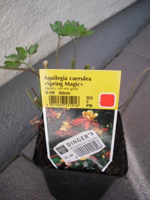 Akelei - Aquilegia caerulea 'Spring Magic'.jpg