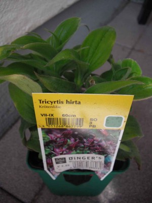 Japanische Krötenlilie - Tricyrtis hirta.jpg