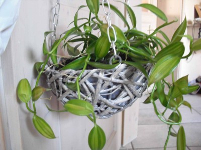 Vanilla planifolia-1.jpg