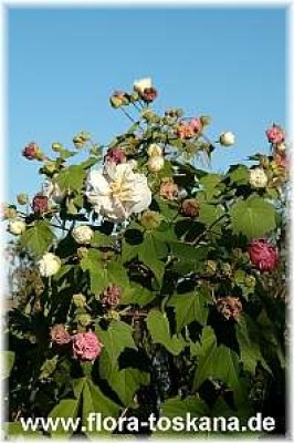 hibiscus_mutabilis_5_-_291006.jpg