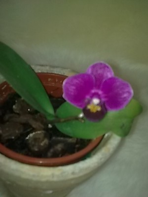 mini phalenopsis....JPG