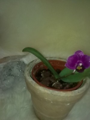 mini phalenopsis...JPG