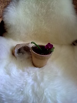 mini Phalenopsis.JPG