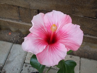 DSCF0087.JPG