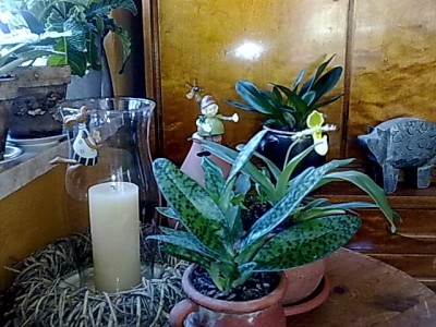 ..hintereinander verschiedene Frauenschuh Hybriden.JPG