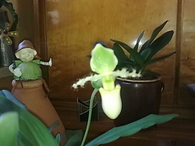 gelber Frauenschuh...JPG