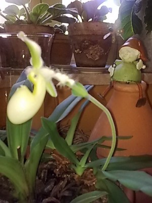 gelber Frauenschuh.JPG