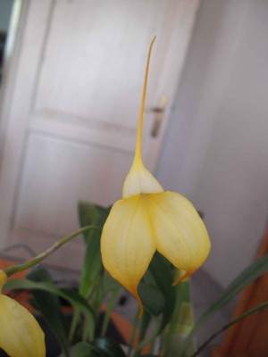 Masdevallia bellavallia_2.jpg