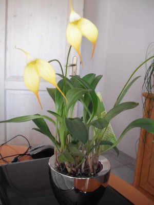 Masdevallia bellavallia_1.jpg