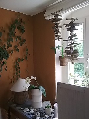 Cattleya forbesii........JPG