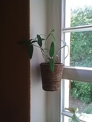 Cattleya forbesii......JPG