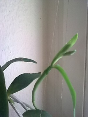 Cattleya forbesii.....JPG