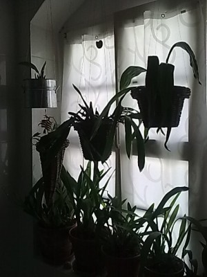 Orchifenster im Bad.JPG