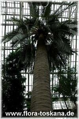 jubaea_chilensis_1_-_261005.jpg