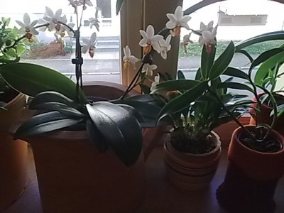 Masdevallia.JPG