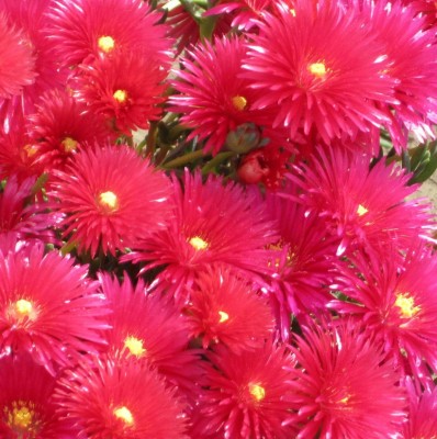 Blüten 121.jpg