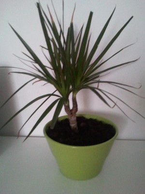 2011-05-10 20.02.37.jpg