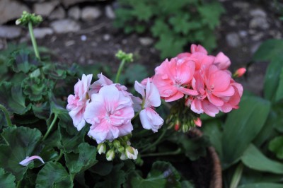 aaaaa 028 (1280x850).jpg