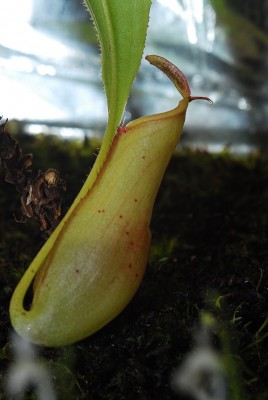 dsc_6898_N_mirabilis.jpg