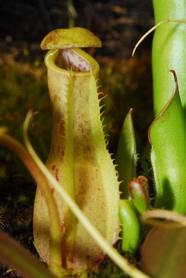 dsc_6897_N_spath_clip.jpg