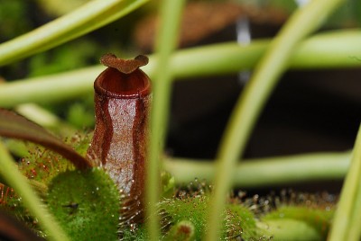 dsc_6896_N_albomarginata.jpg