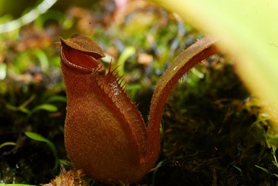 dsc_6895_N_albomarginata.jpg