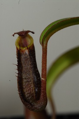dsc_6891_N_ramispina.jpg