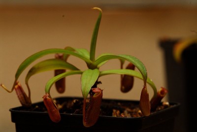 dsc_6889_N_ramispina.jpg