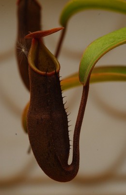 dsc_6884_N_sanguinea.jpg