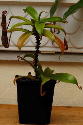 dsc_6882_N_sanguinea.jpg