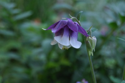 aaaaa 029 (1280x850).jpg