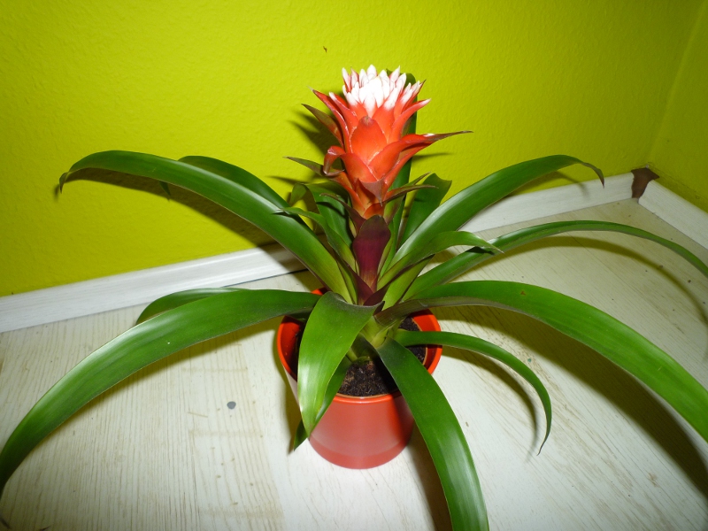 kleine Zimmerpflanze mit roter &quot;Blüte&quot; Was bin ich ·  Pflanzenbestimmung & Pflanzensuche · GREEN24 Pflanzen & Garten Forum