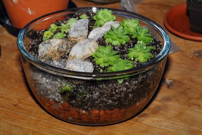 dsc_6906_Ping-Schale.jpg