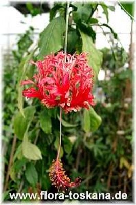 hibiscus_schizopetalus__15_-_digi.jpg