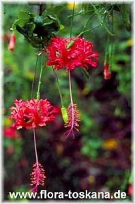 hibiscus_schizopetalus.jpg