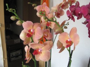 Apricotfarbige Phalenopsis 003-1.jpg