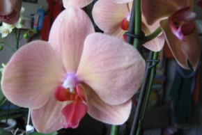 Apricotfarbige Phalenopsis 002-1.jpg