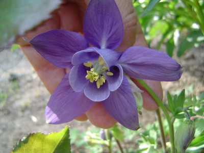 Akelei 2010 gepflanzt.jpg